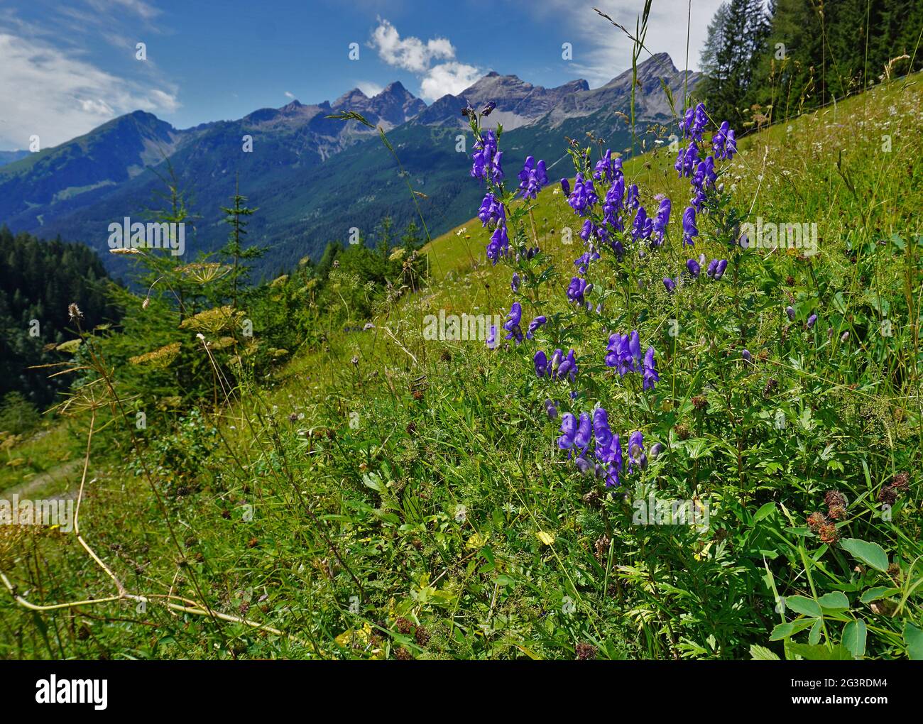 Aconite, fiore casco, nella valle lech, austria, tirolo Foto Stock