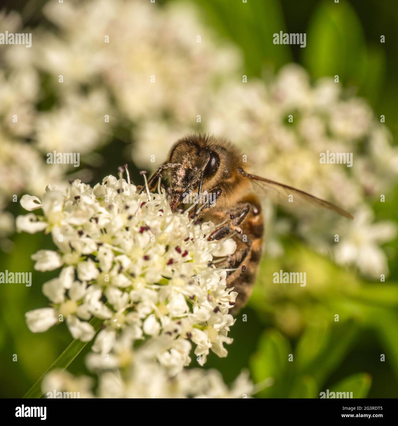 Ape di miele, ape di miele aka API mellifera, fiori di emlock impollinante, Conium maculatum. Foto Stock