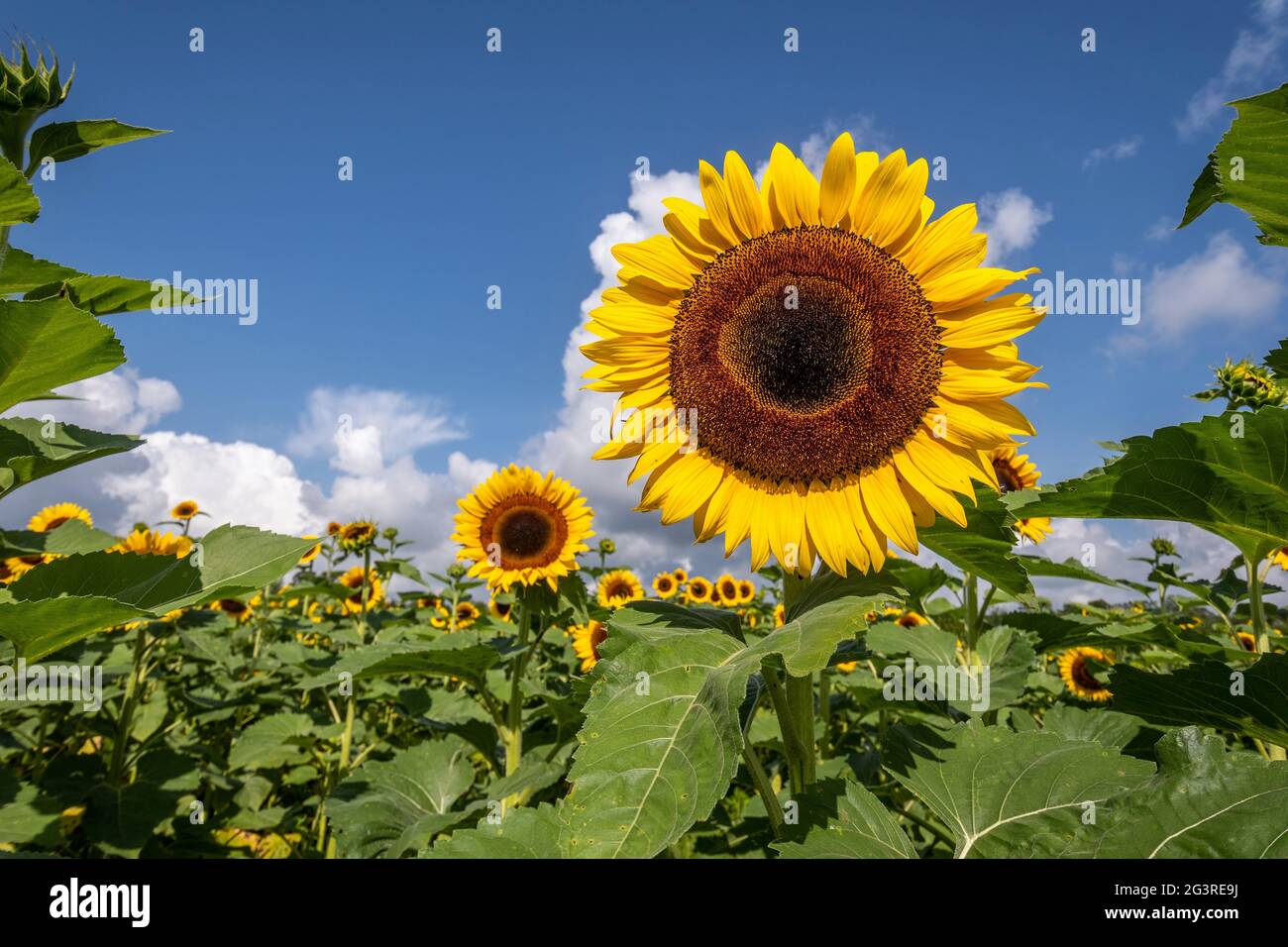 Helianthus annuus, campo di girasole comune a Coastal Ridge Farm, Hancock County, Mississippi, Stati Uniti Foto Stock