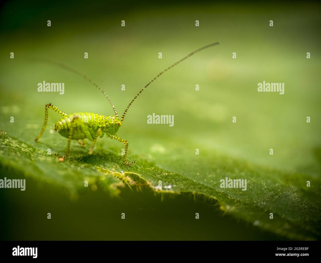 Minuscolo bush cricket, leptofisi puntatissima su foglia. Con copyspace. Foto Stock