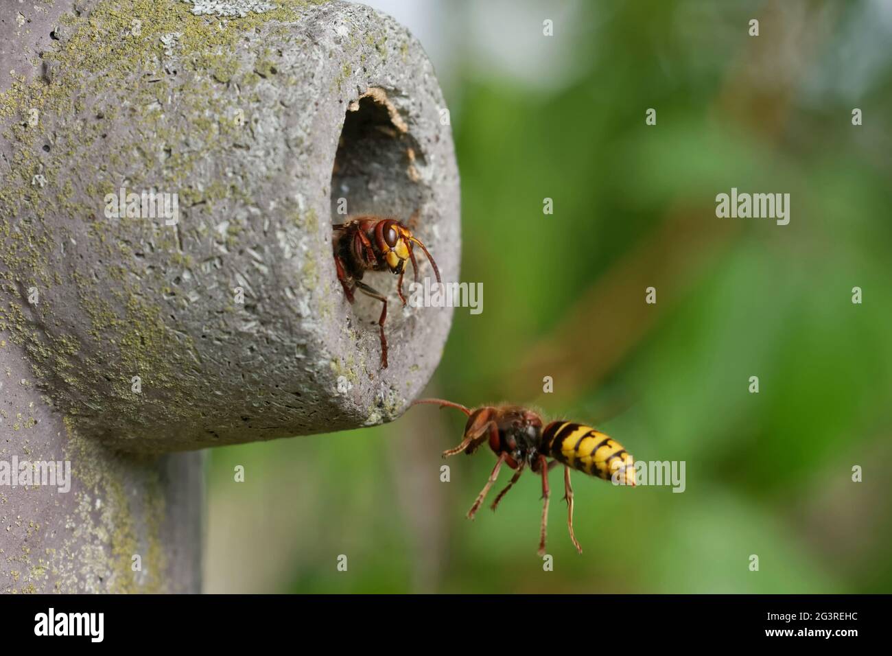 Hornets alla scatola del nido Foto Stock