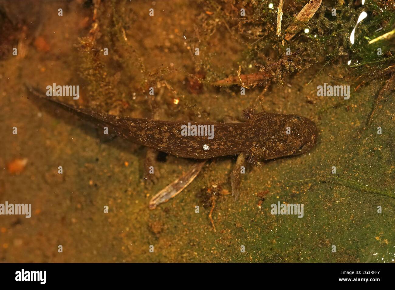 Colpo di closeup di larve del salamander gigante costiero raramente incontrato, Dicamptodon tenebrosus Foto Stock