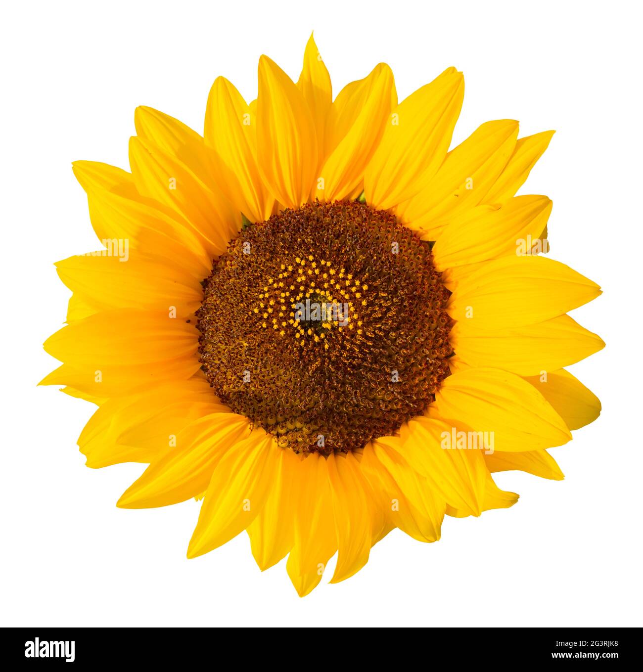 Girasole, oggetto libero Foto Stock