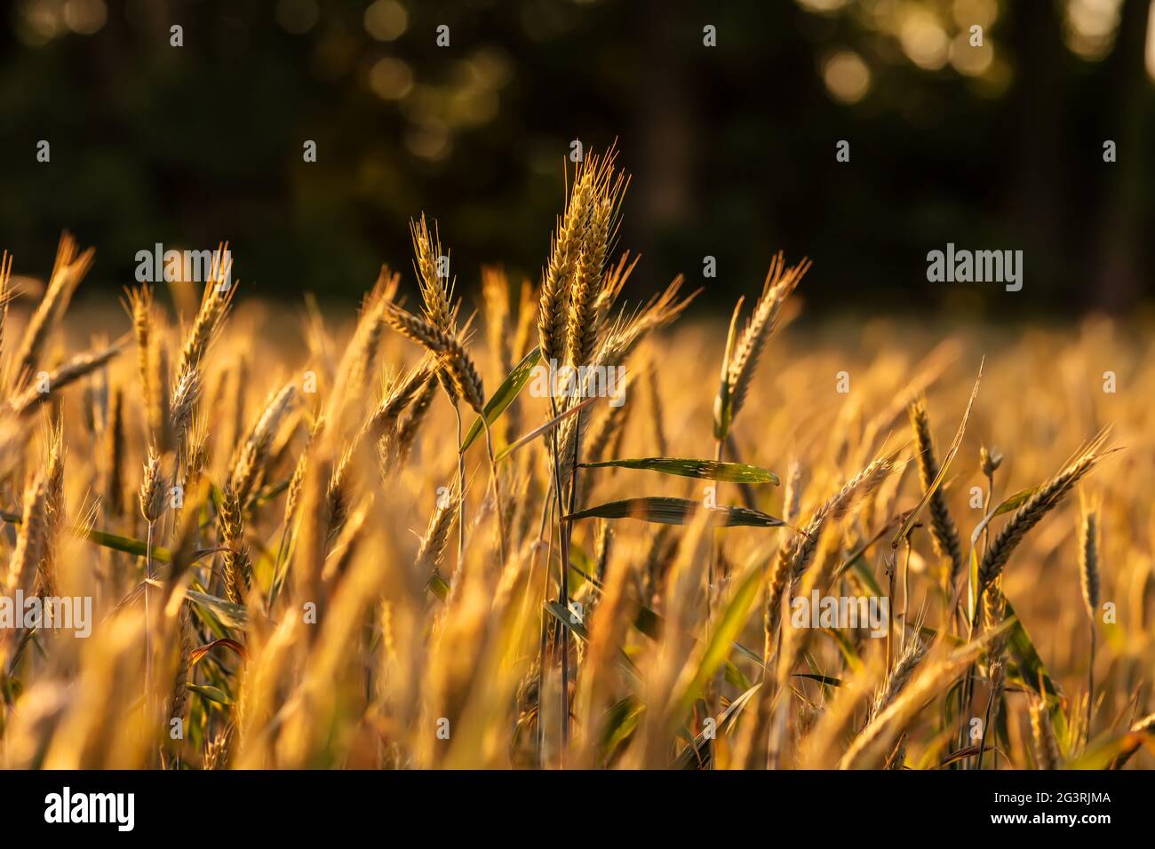 Raccolto ricco grano dorato sundown, sera / Agricoltura, pomeriggio, ora d'oro, clpose in su Foto Stock