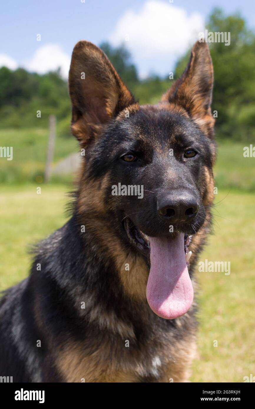 Giovane cane Pastore tedesco seduto sull'erba Foto Stock