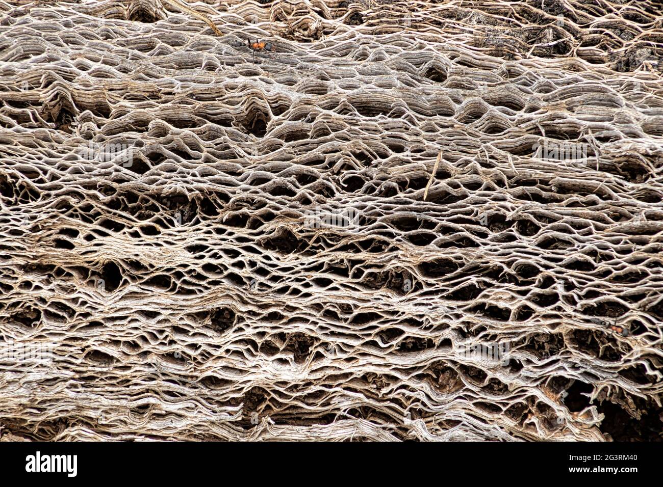 Grunge astratto struttura organica. Primo piano immagine di un tronco asciutto di grande cactus messicano (nopale). Foto Stock