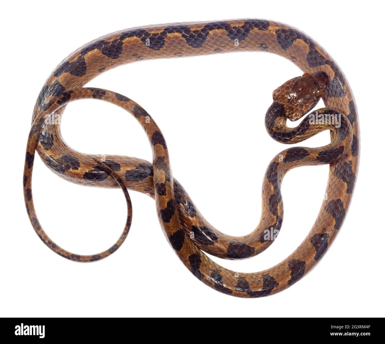 Serpente comune dagli occhi di gatto (Leptodeira annullata), provincia di Orellana, l'Amazzonia ecuadoriana Foto Stock