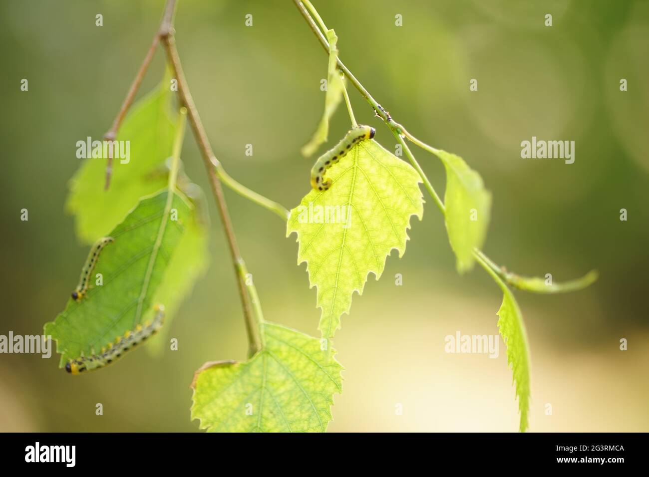 I bruchi verdi affamati mangiano le foglie di betulla su un albero nel giardino estivo. Foto Stock