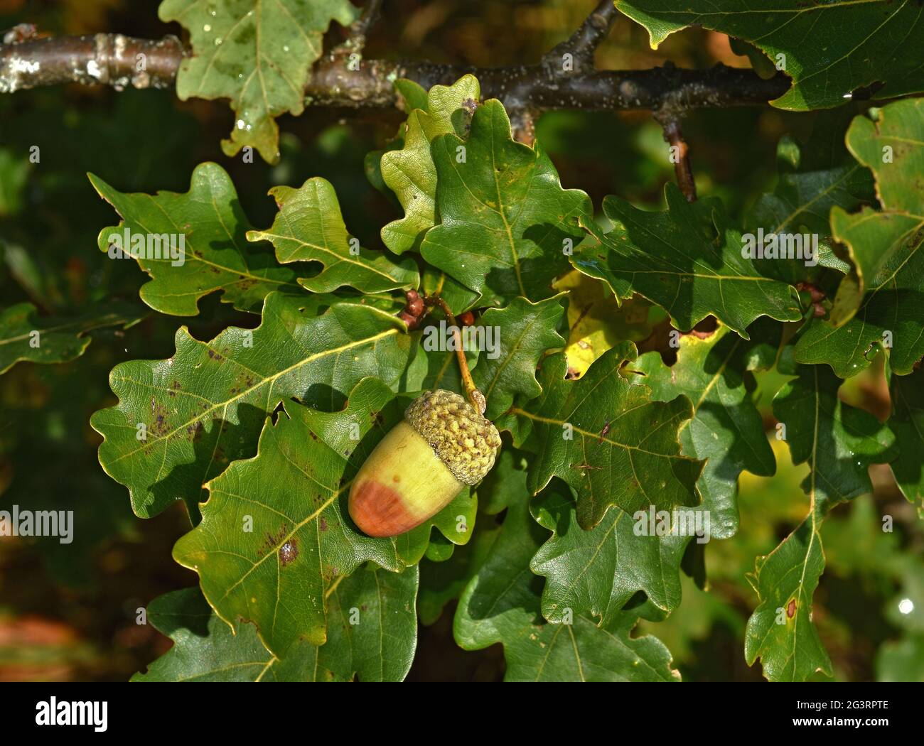 Acorn di quercia comune, rovere peduncolato, rovere inglese, Foto Stock