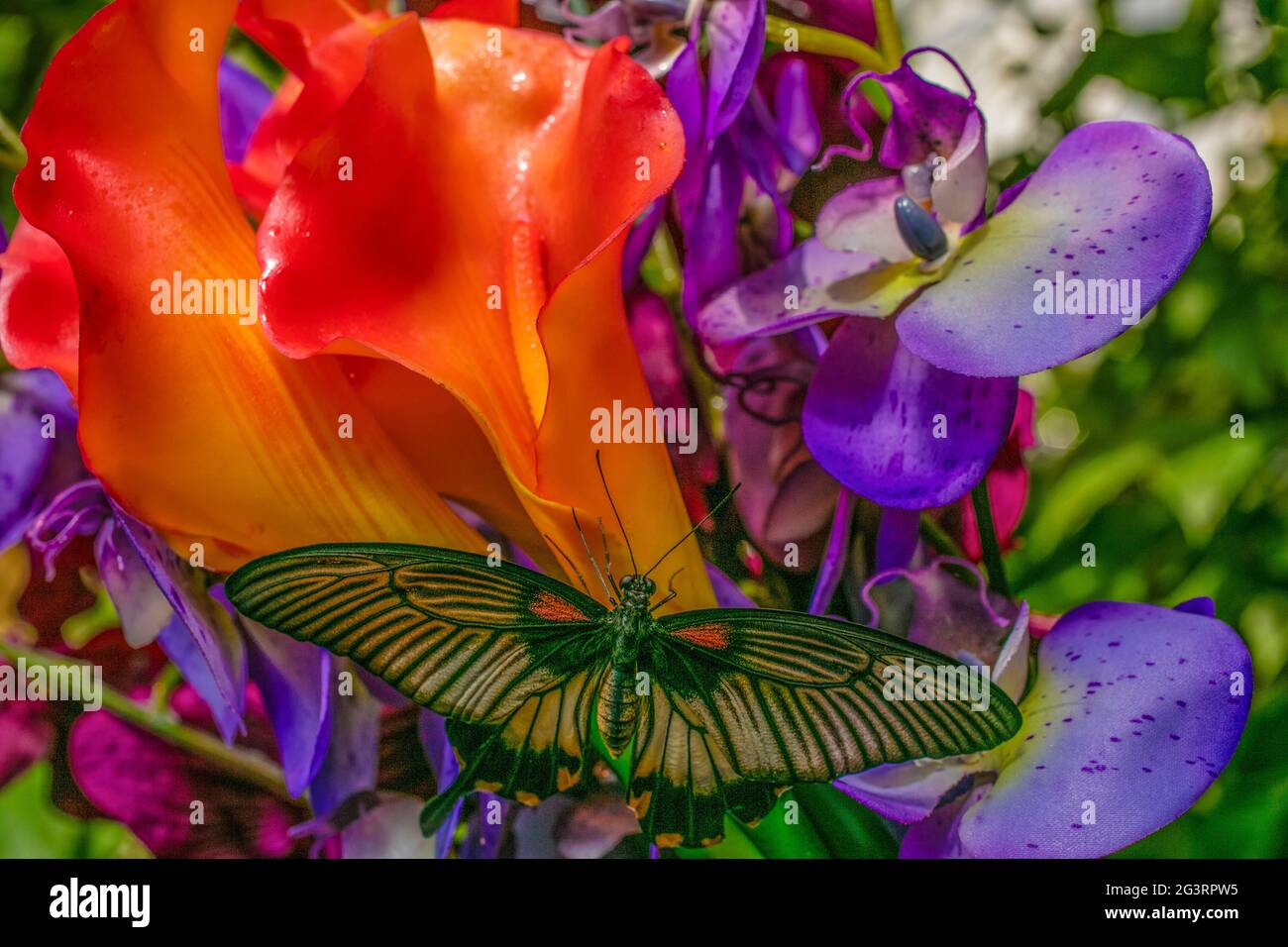 Farfalle su fiori Foto Stock