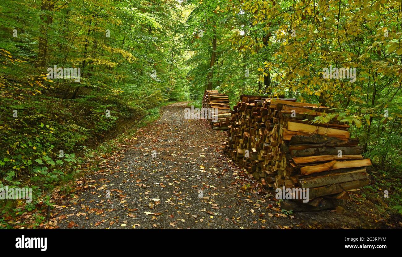 Autunno foresta nel mese di ottobre con il palo di legno Foto Stock