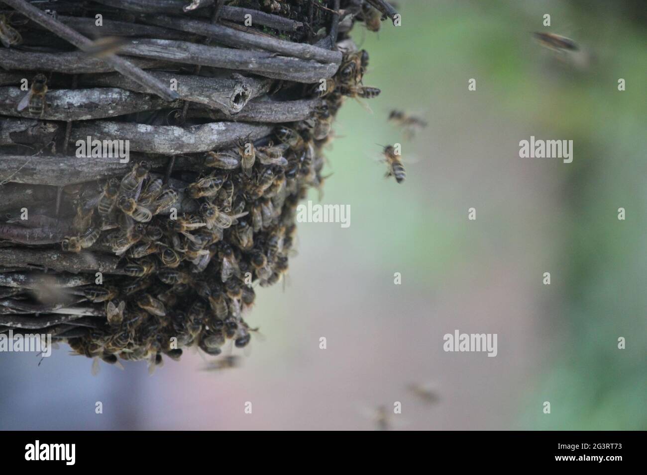 Dopo che lo sciame è andato Foto Stock