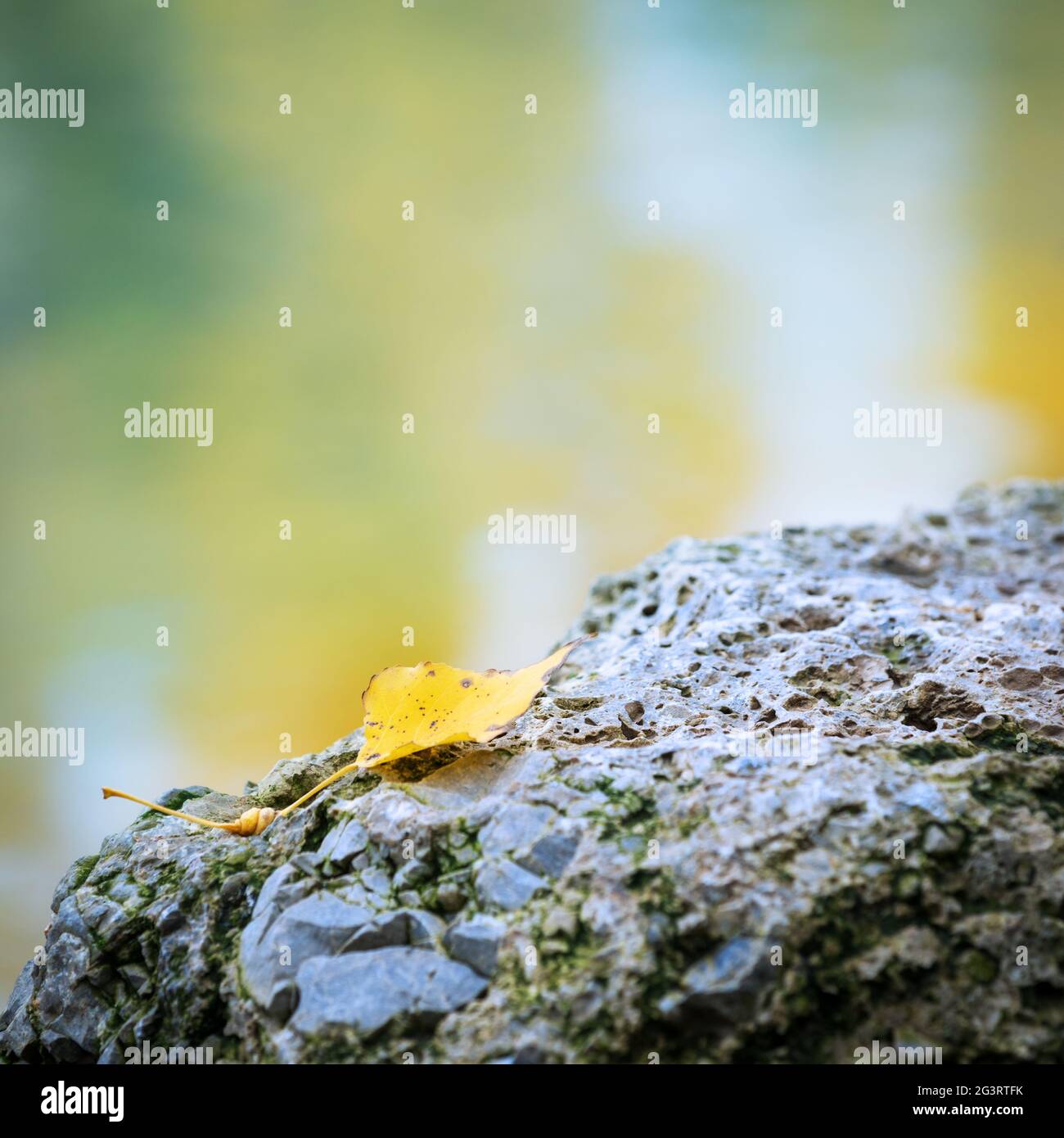 Autumn Leaf su una roccia Foto Stock