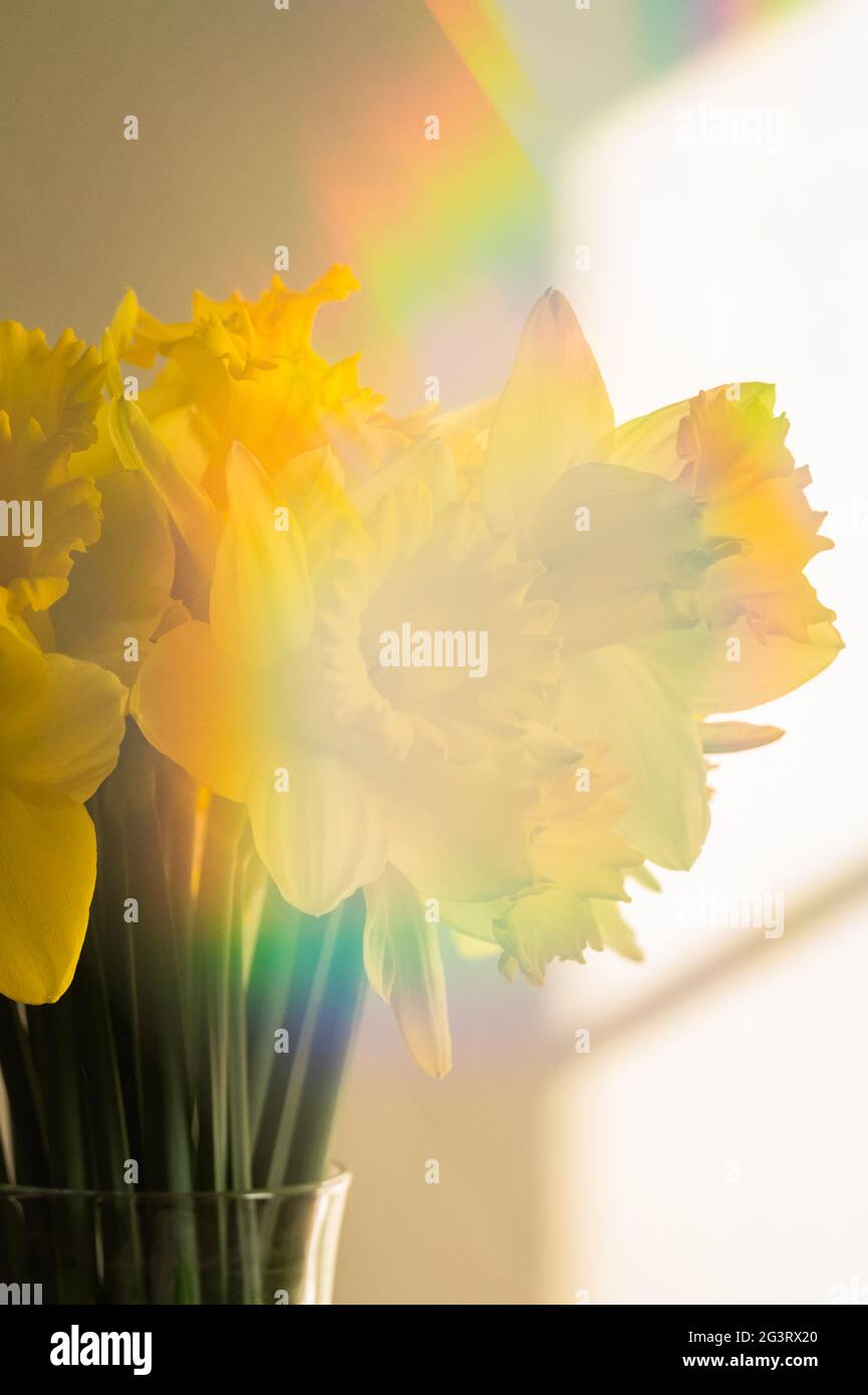Bel bouquet di narcisi di Primavera gialla con Flare Arcobaleno Foto Stock