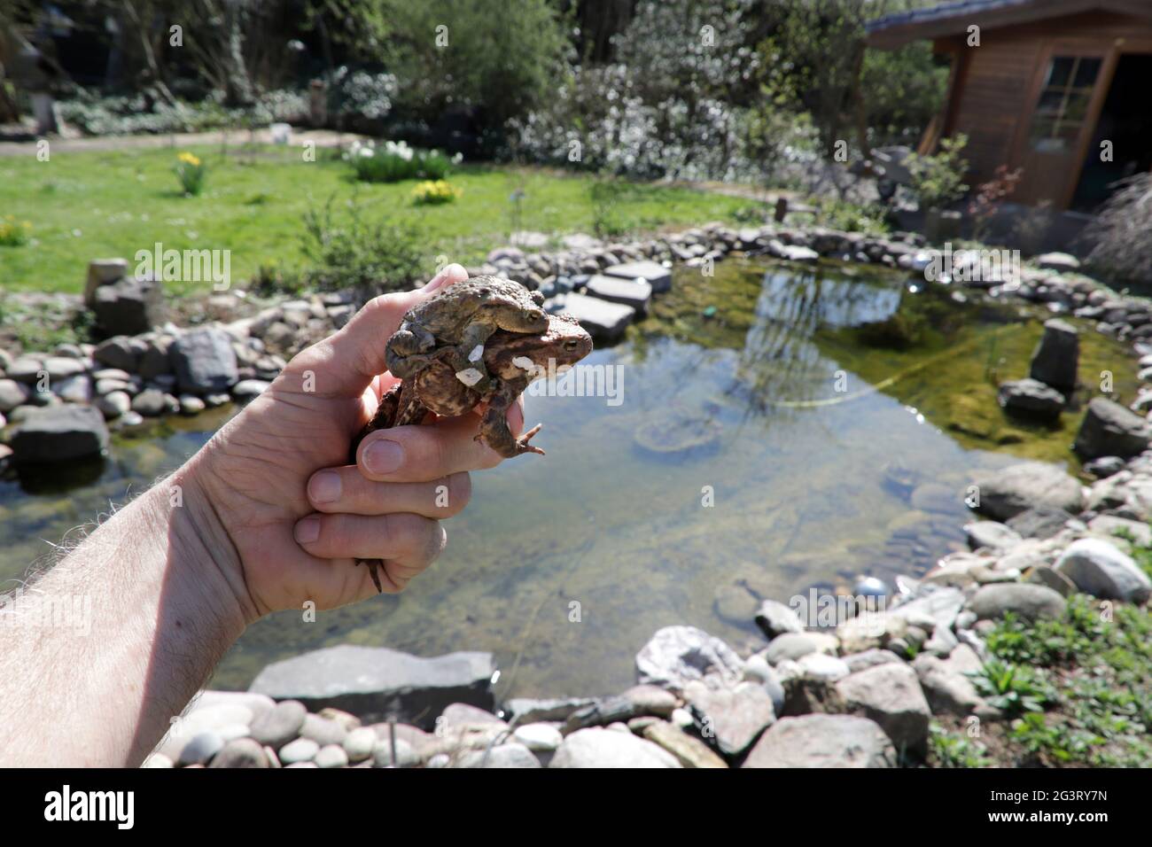 Rospo comune europeo (Bufo bufo), mano dell'uomo che tiene due rospi europei durante l'accoppiamento, il maschio più piccolo siede sul retro della femmina , Germania, Foto Stock