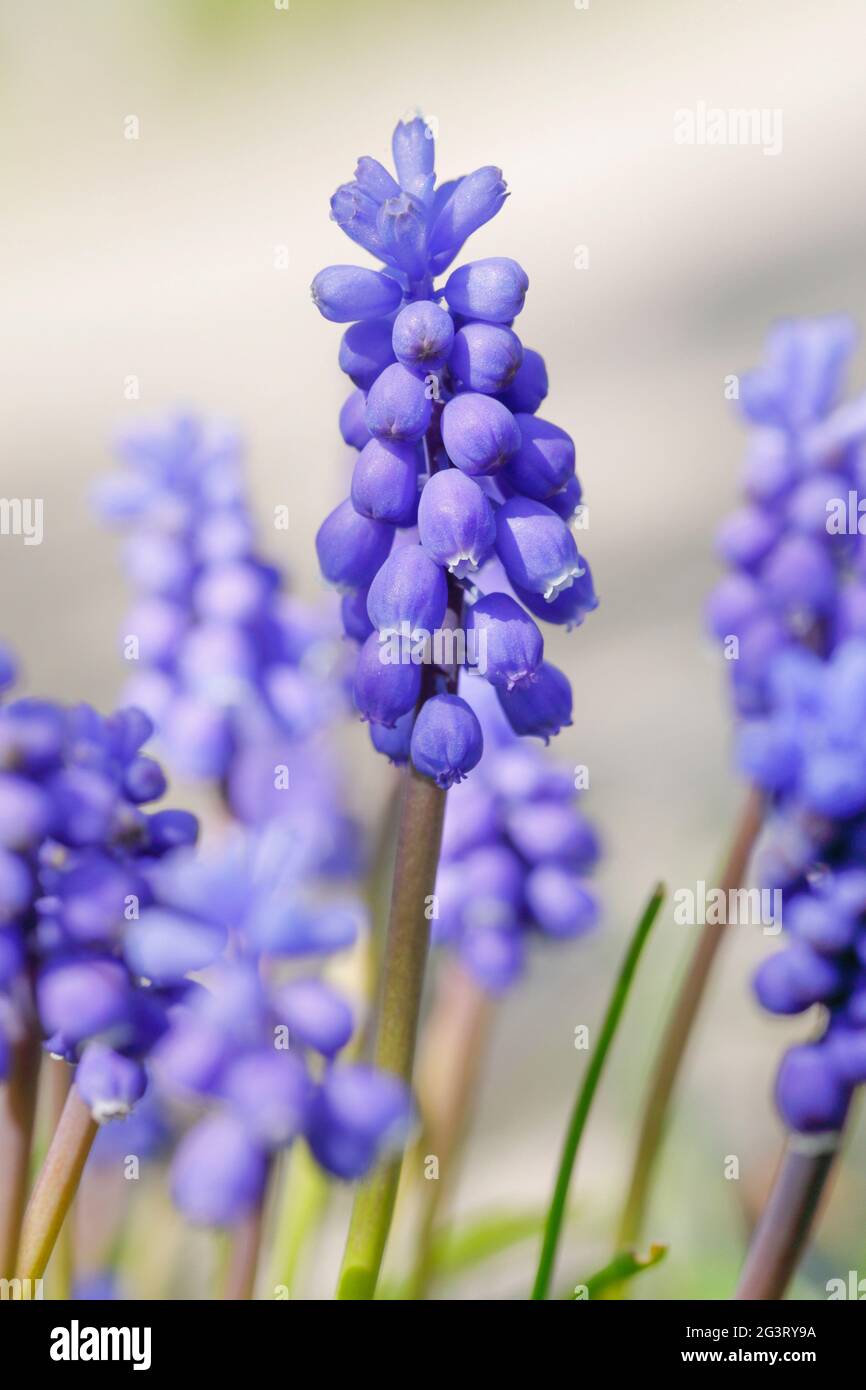 Giacinto armeno (Muscari armeniacum), Inflorescenze, Svizzera Foto Stock