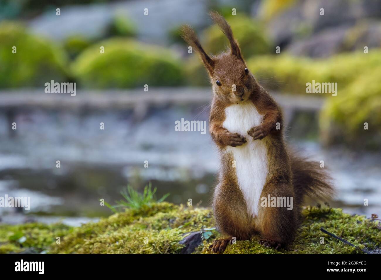 Scoiattolo rosso europeo, scoiattolo rosso eurasiatico (Sciurus vulgaris), in piedi sulle gambe posteriori, Svizzera, Sankt Gallen Foto Stock