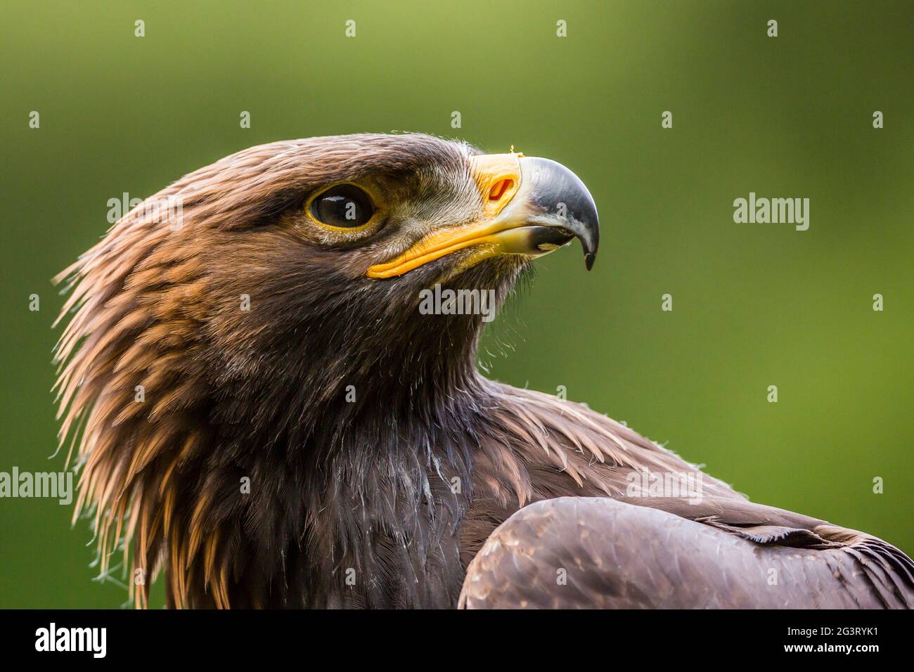 Aquila reale (Aquila chrysaetos), ritratto Foto Stock