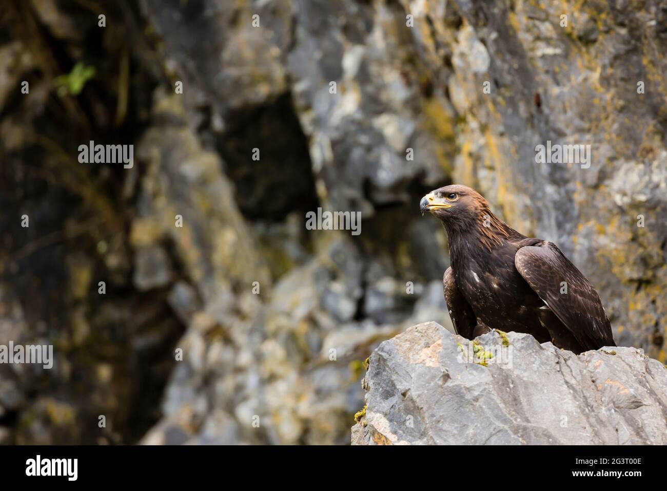 L'aquila dorata (Aquila chrysaetos), siede su un muro di roccia Foto Stock