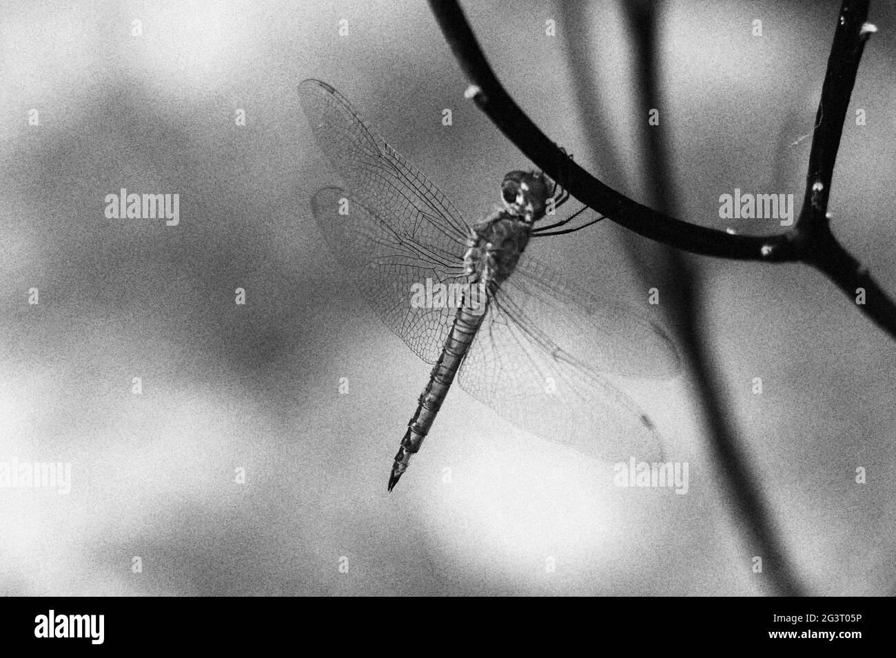 Dragonfly riposante su un albero di pesca; bianco e nero Foto Stock