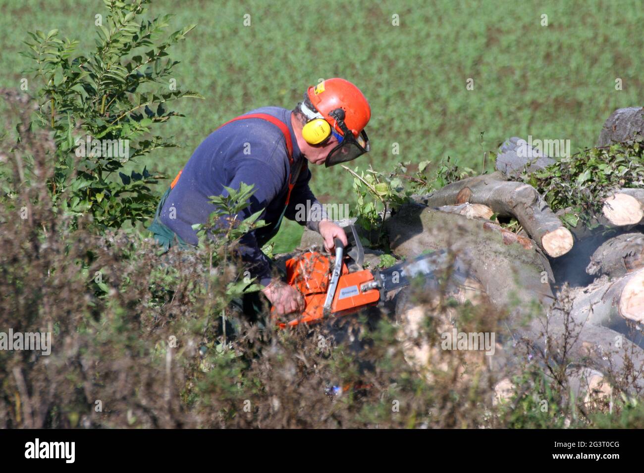 Uomo con motosega tendente siepe di campo, pratica conservazione della natura nel campo, Germania Foto Stock