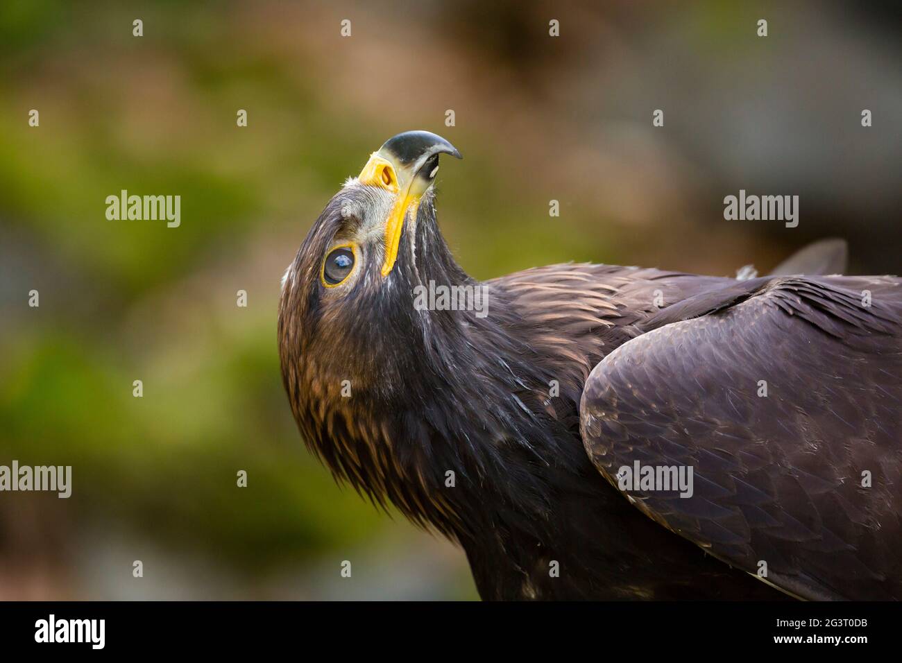 Aquila (Aquila chrysaetos), guarda in alto, ritratto Foto Stock