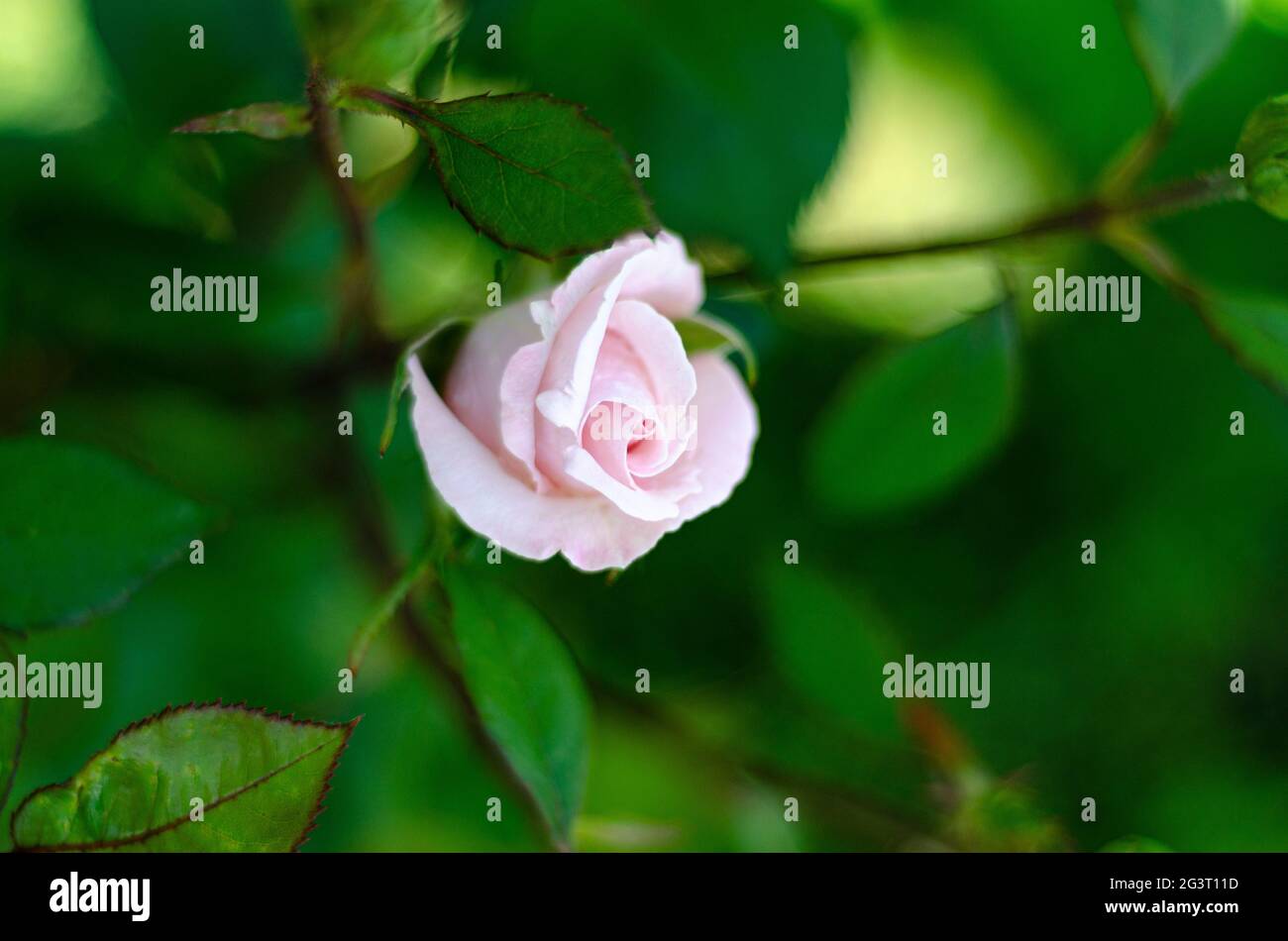 crema di fiori di rosa su un cespuglio, spazio libero Foto Stock