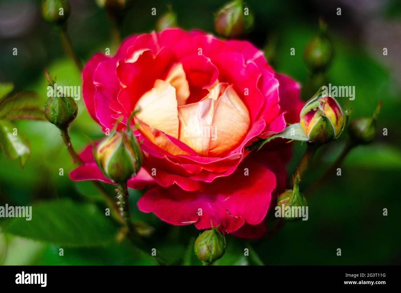 fiori freschi rosa con rose arancioni spazio libero Foto Stock