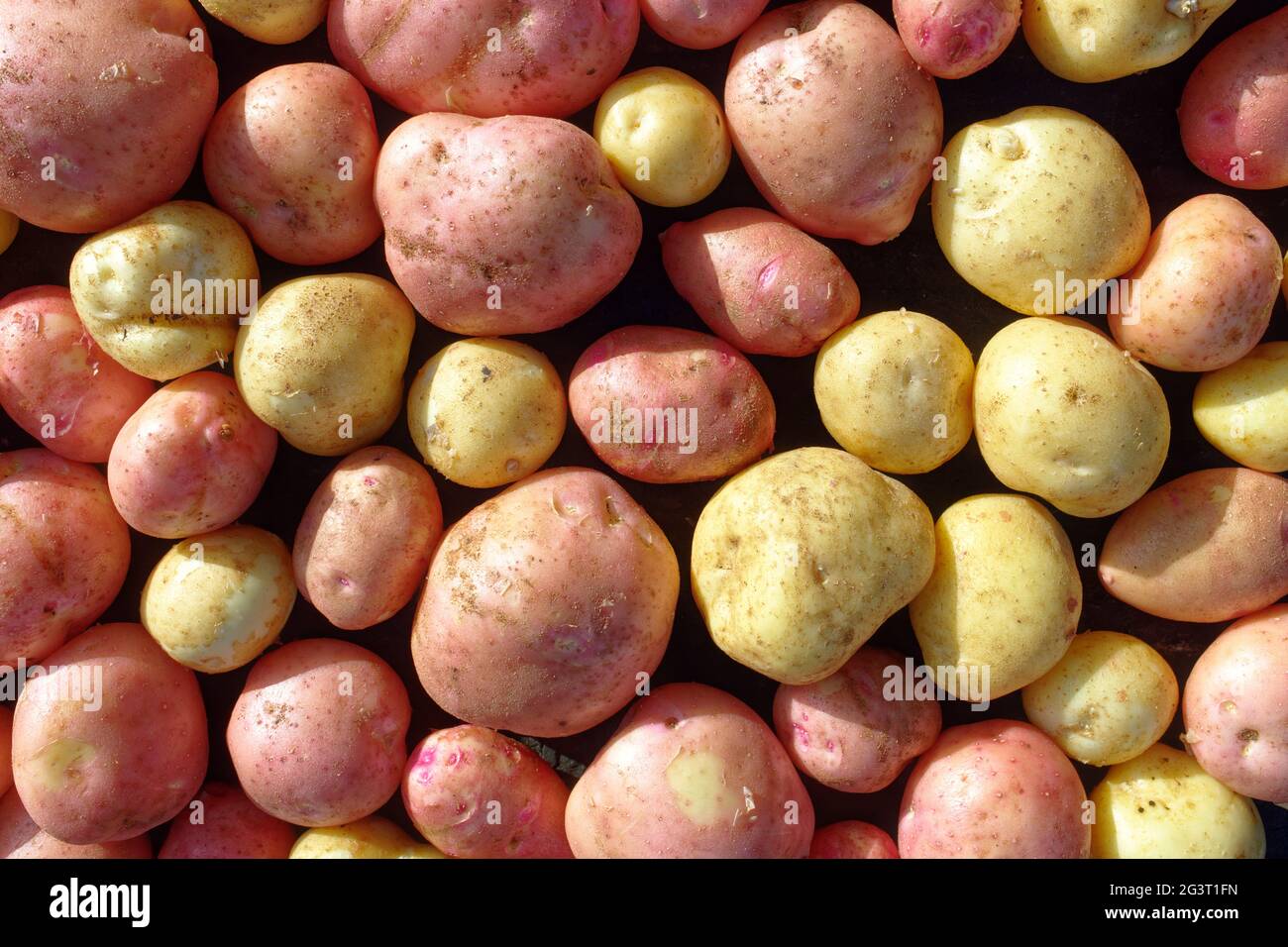 Placer di patate pure e grandi di varietà bianche e rosse. Vegetale naturale di un coltivatore. Vista dall'alto Foto Stock