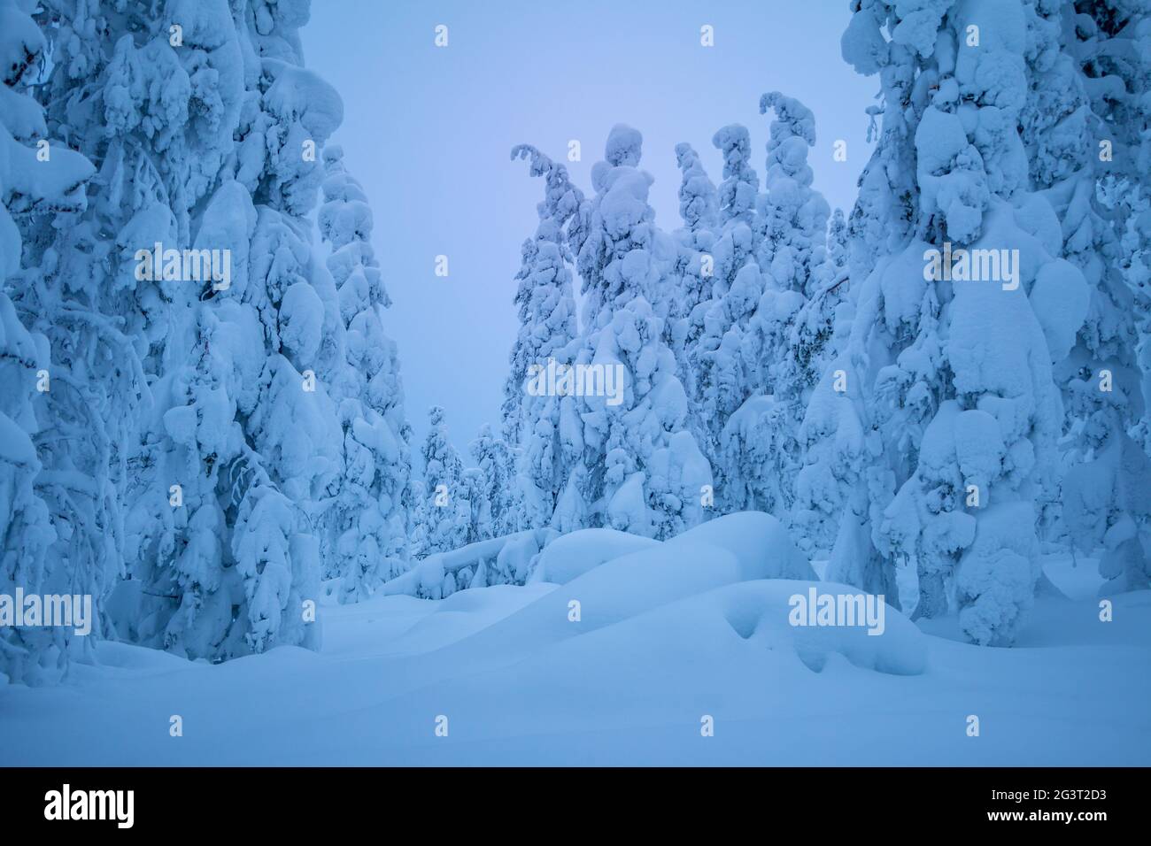 Un sacco di neve nella foresta sera Foto Stock