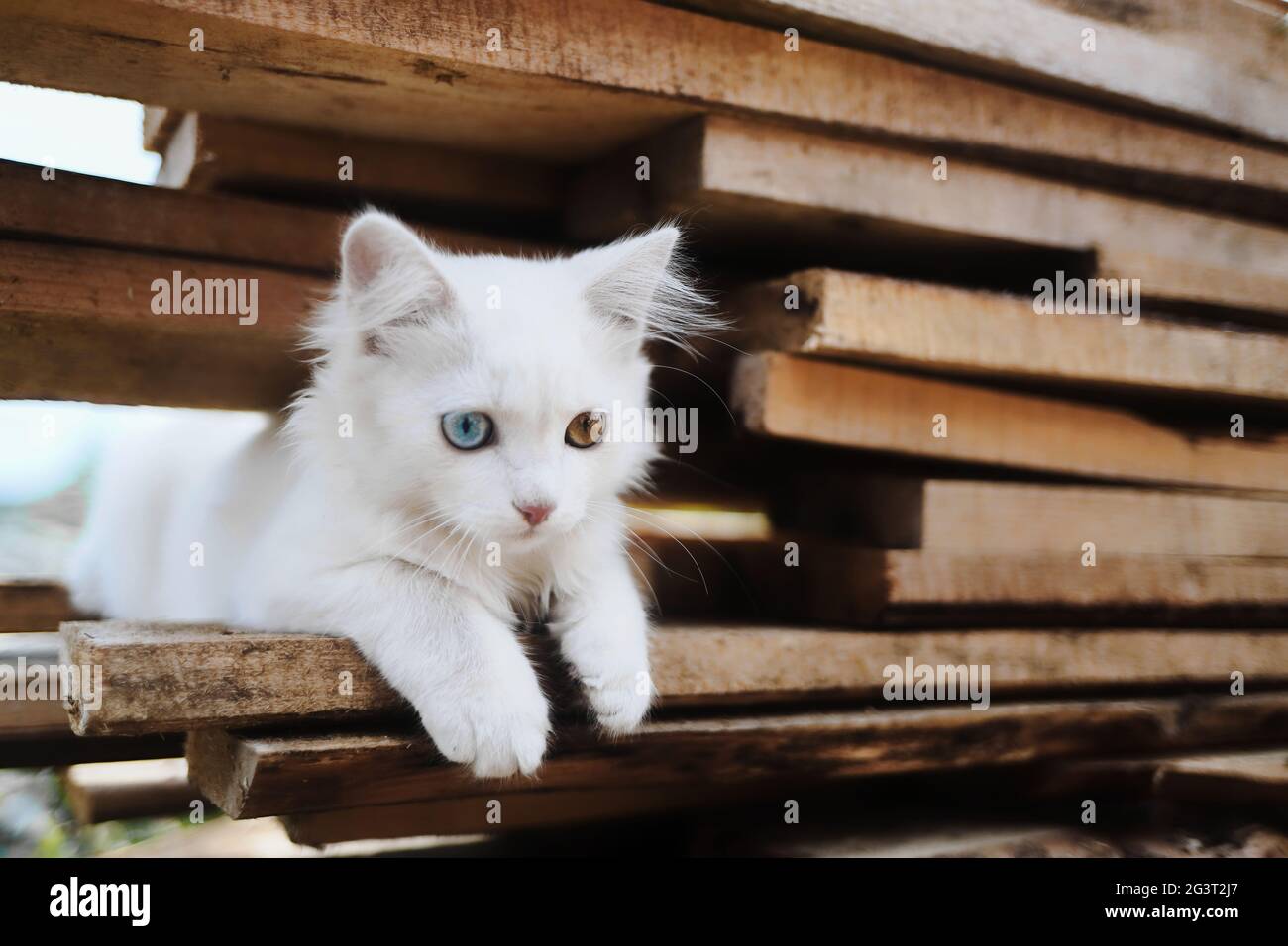 Un piccolo gattino bianco con occhi multicolore. Un animale domestico speciale si siede sulle tavole. Foto Stock