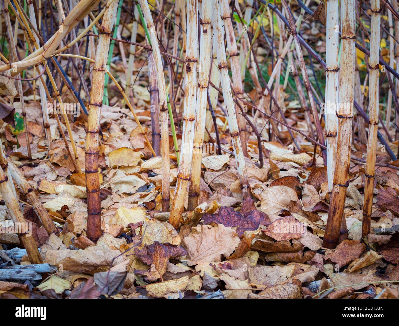 Fogliame autunnale di piante a Brugenland Foto Stock