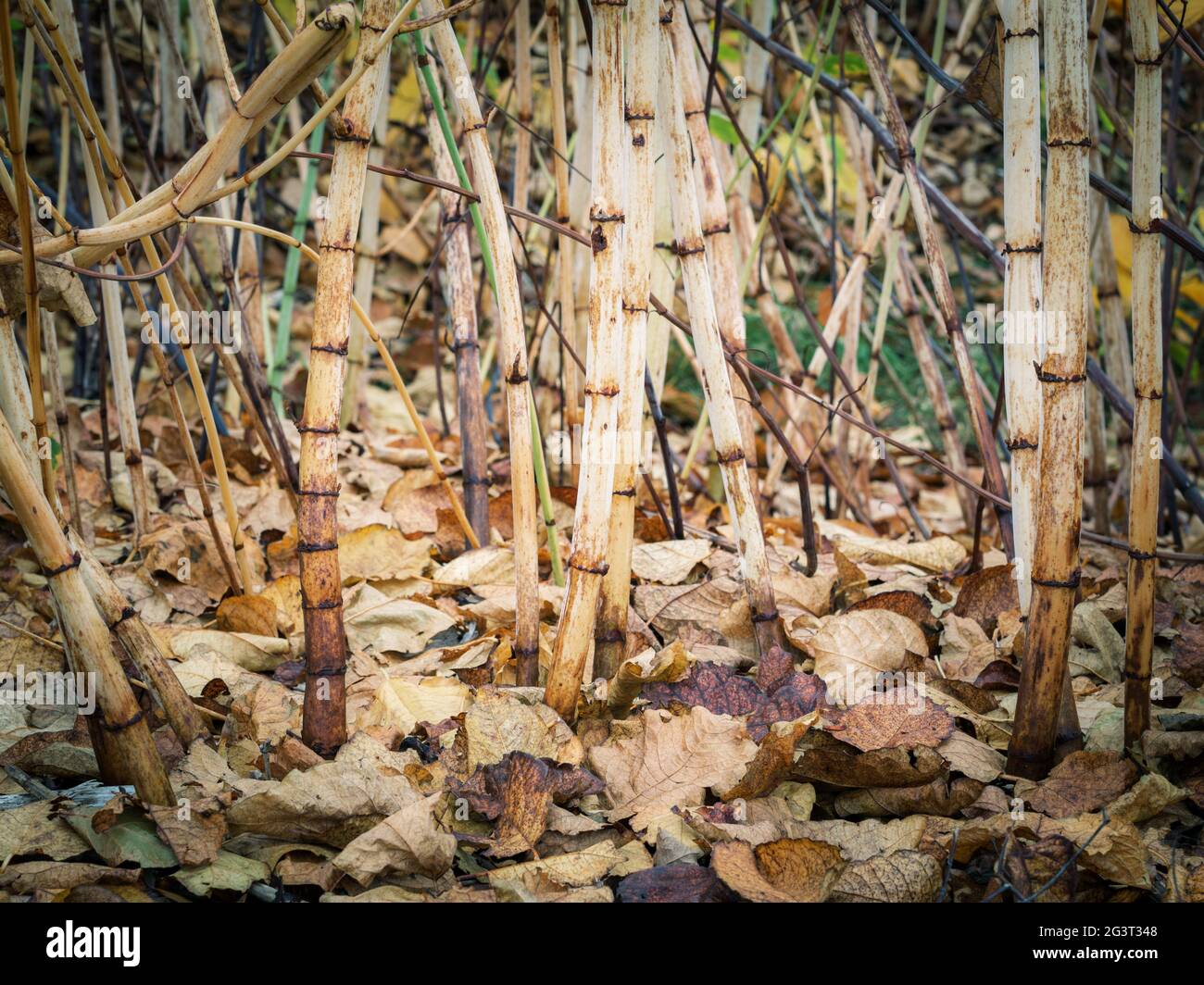 Fogliame autunnale di piante a Brugenland Foto Stock