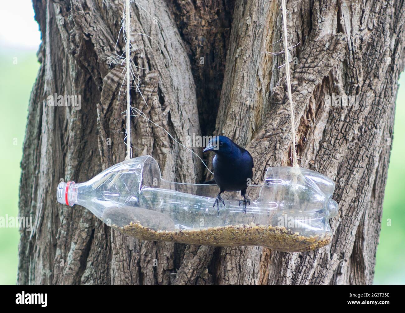 Mangiatoia per uccelli riciclata immagini e fotografie stock ad alta  risoluzione - Alamy