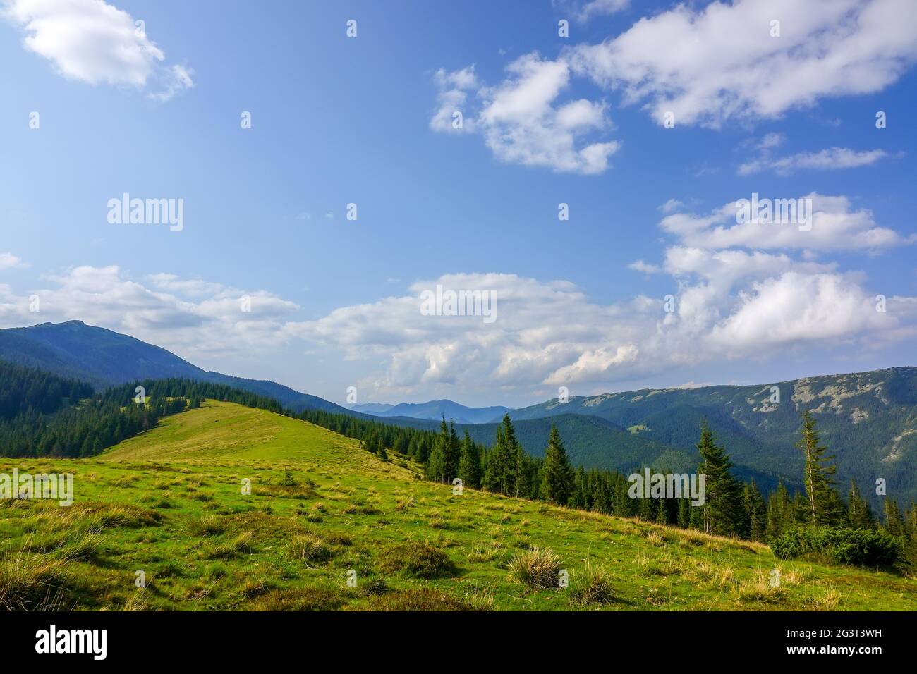Giornata di sole su un pascolo di montagna Foto Stock
