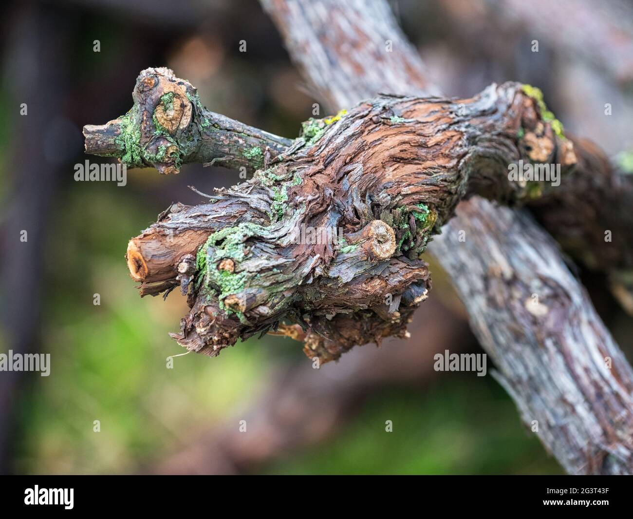 Vigneto dettaglio astratto di una pianta morta Foto Stock