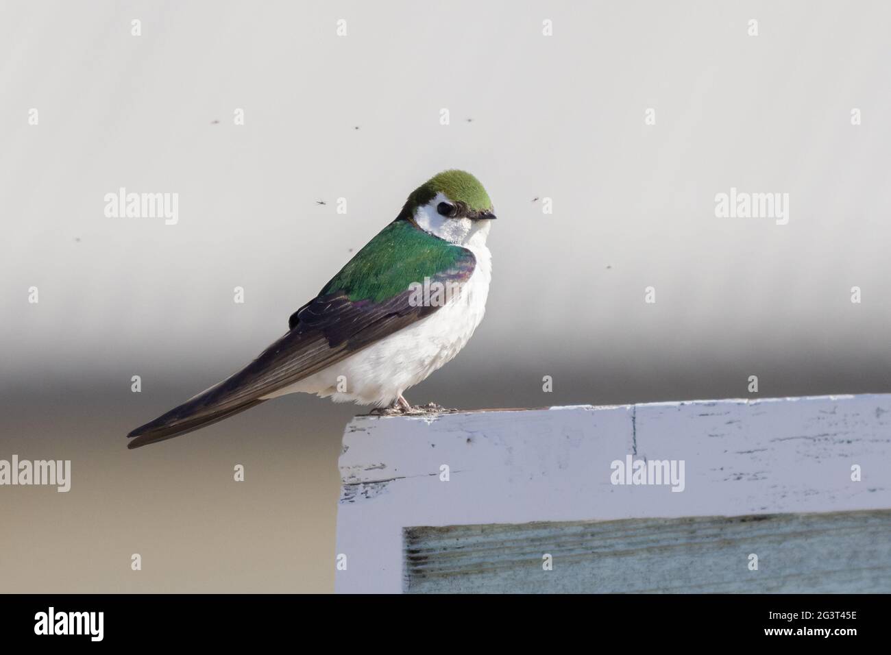 Un Swallow verde violetto in Alaska Foto Stock