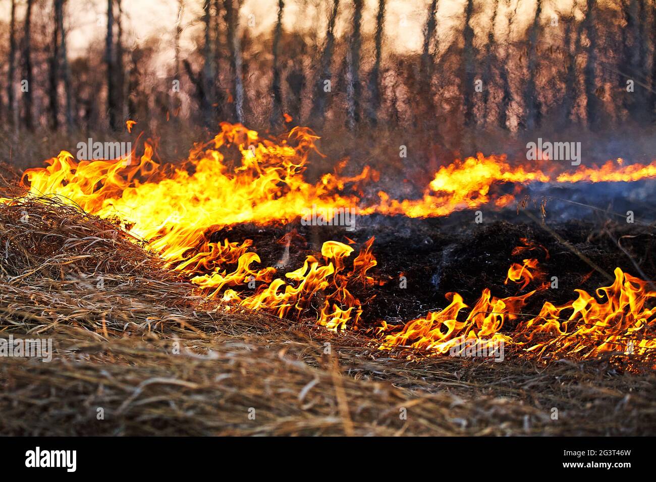 Fiamma aperta. Erba secca che brucia nel campo. Disastri estremi e incendi boschivi durante una siccità. Foto Stock