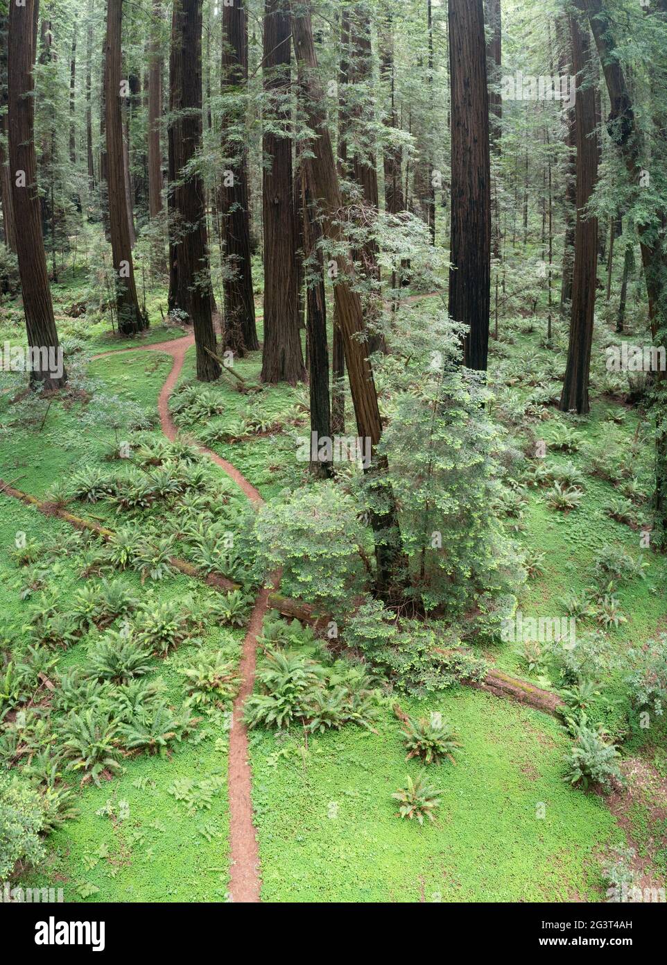 Incredibilmente alti alberi di sequoie costiere, Sempervirens di Sequoia, crescono nel clima umido della contea di Humboldt, California del Nord. Foto Stock