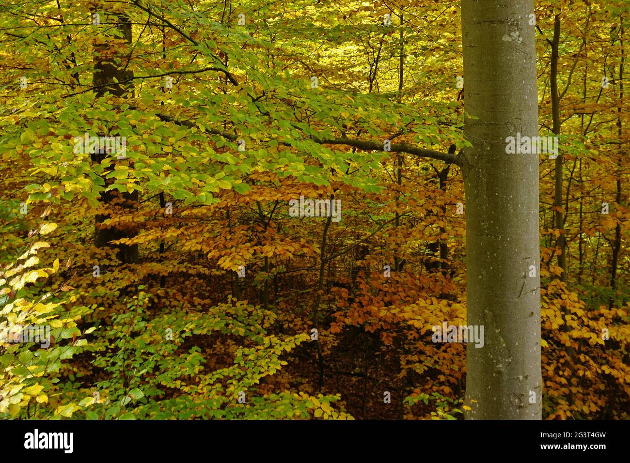 Faggio comune, faggio europeo, nella foresta d'autunno Foto Stock