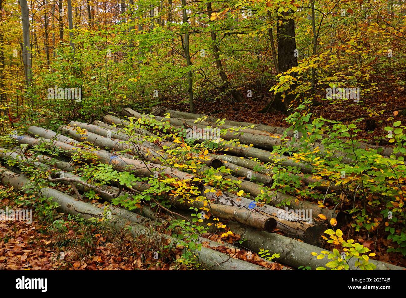 Pila di legno nella foresta d'autunno Foto Stock