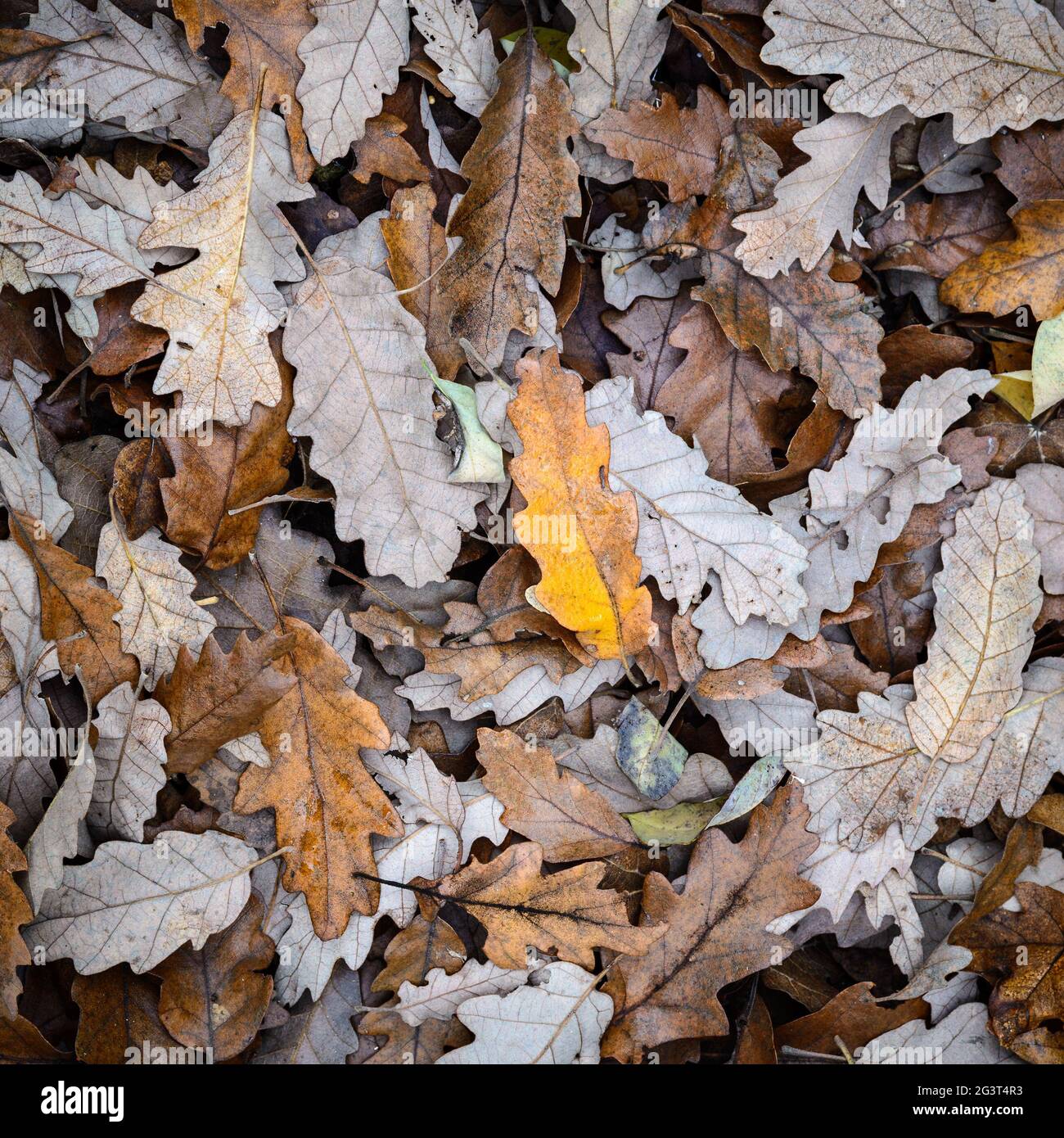 Foglie di quercia sul terreno Foto Stock