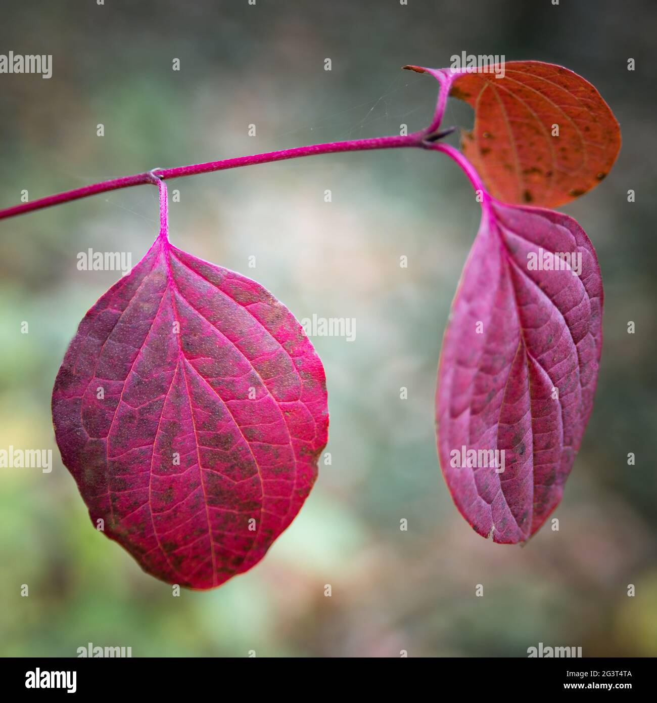 Foglie rosse nella macro autunno Foto Stock