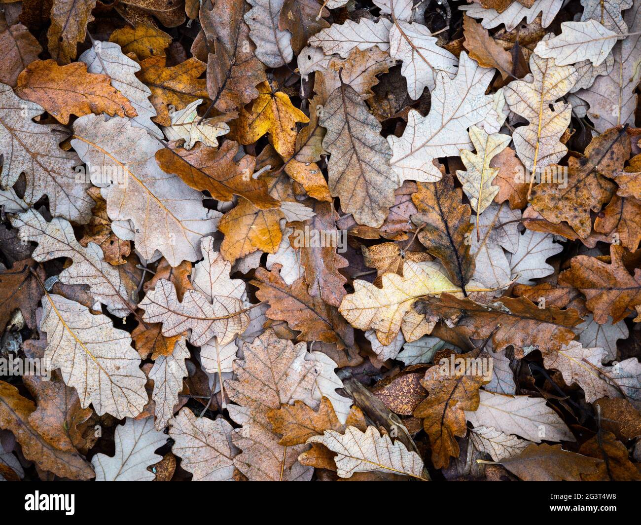 Foglie di quercia caduto in autunno Foto Stock