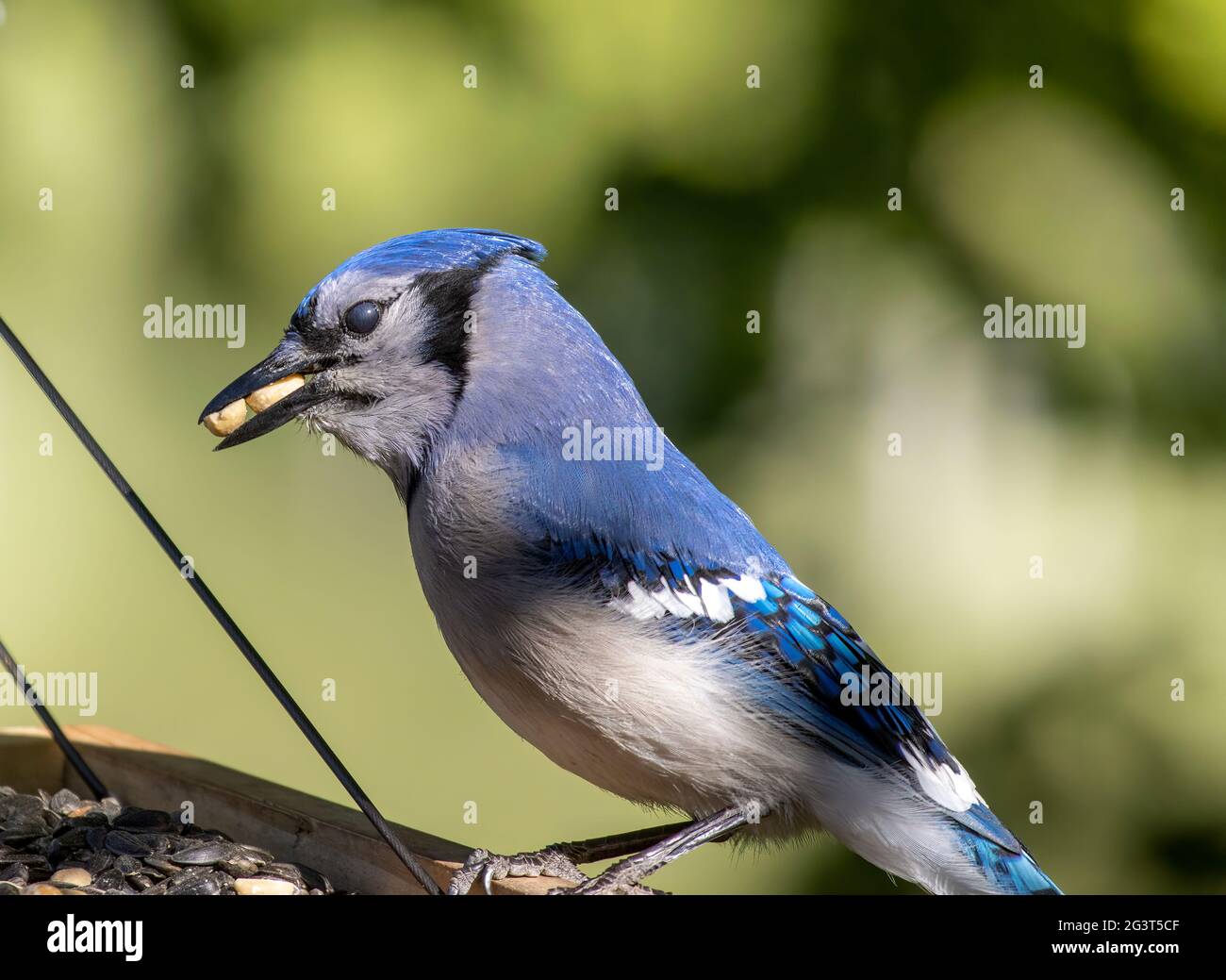 North American Blue Jay ( Cyanocitta Cristata ) in alimentatore con arachidi in esso è becco Foto Stock