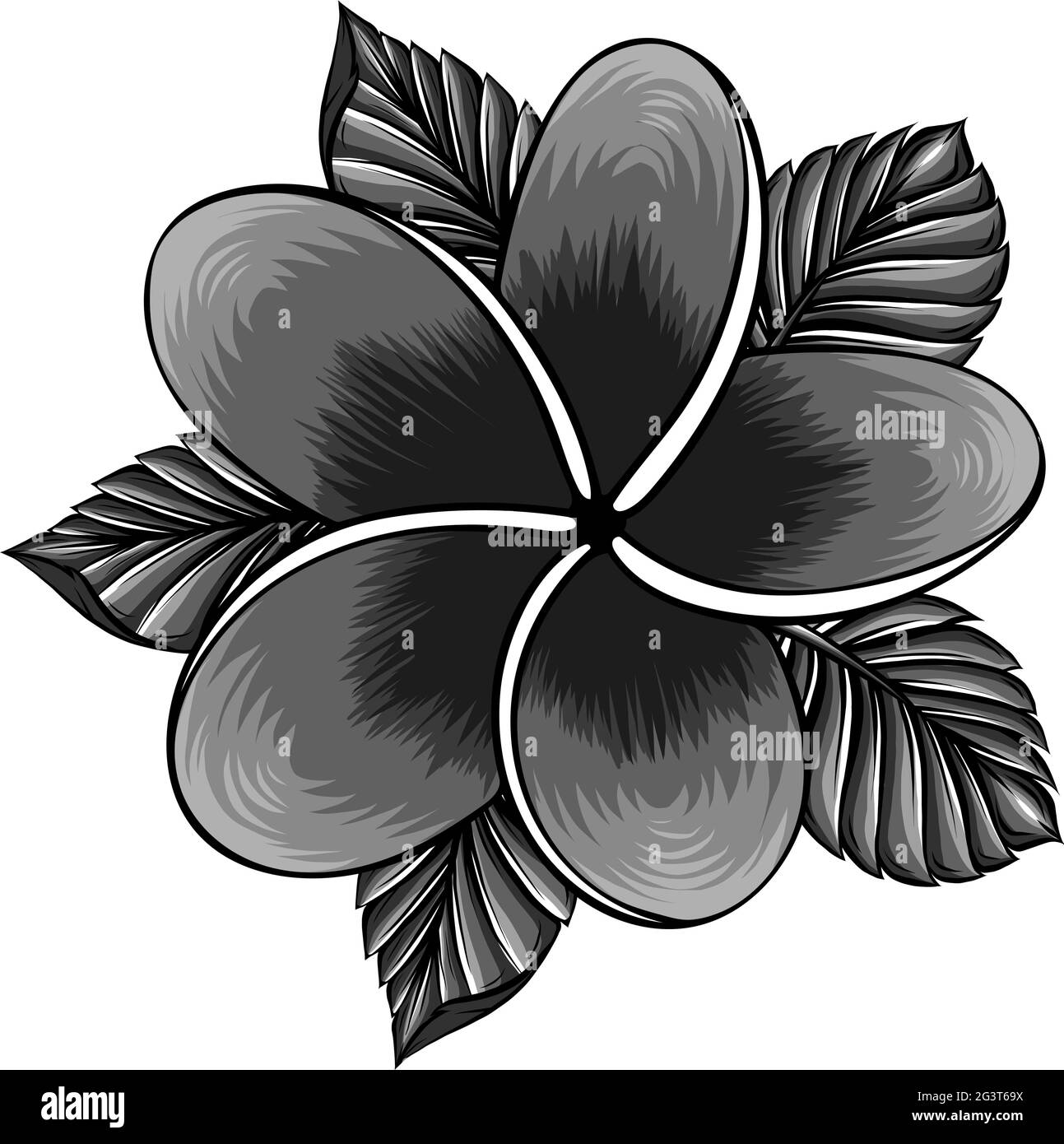 illustrazione vettoriale del fiore frangipani isolato su bianco Illustrazione Vettoriale