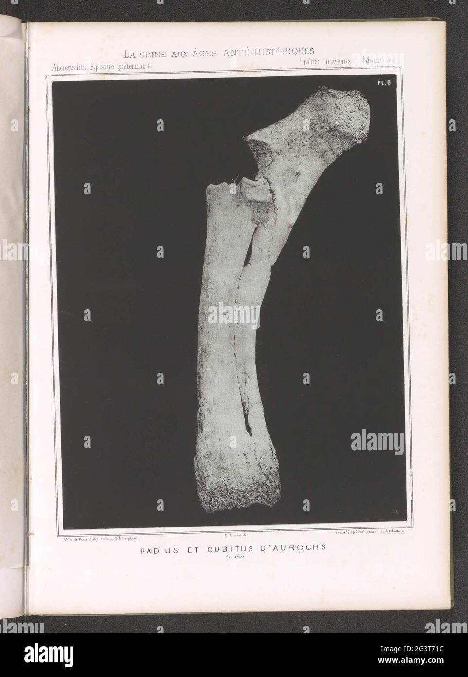 Ossa da una zampa di anotero; Radius et Cubitus d'Aurochs 1/2 natura. . Foto Stock
