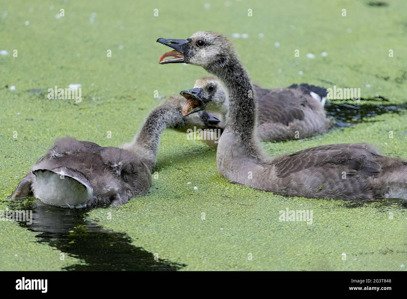 Canada Geese gimbrings in acqua Nuoto sulle alghe combattendo Branta Canadensis Foto Stock