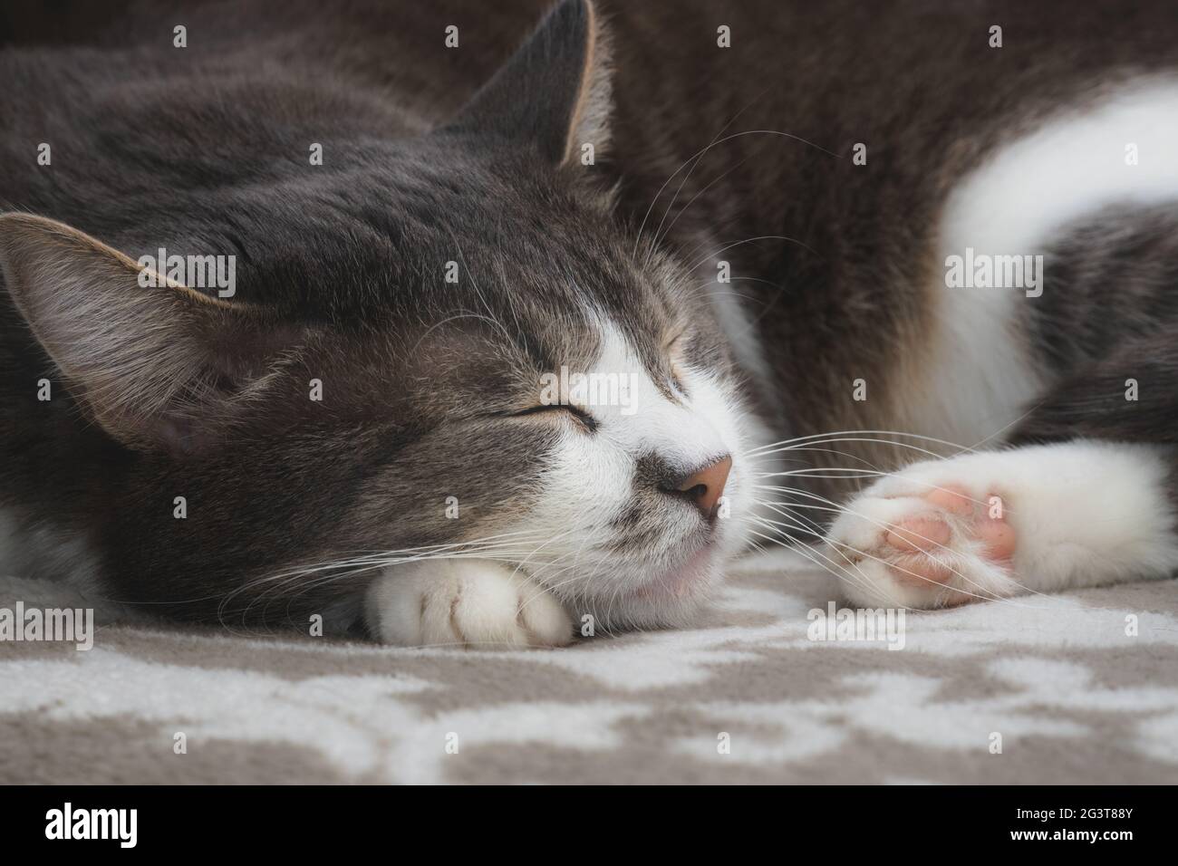 Gatto grigio ben curata sta dormendo dolcemente sul divano. Primo piano ritratto di un animale domestico felice. Foto Stock