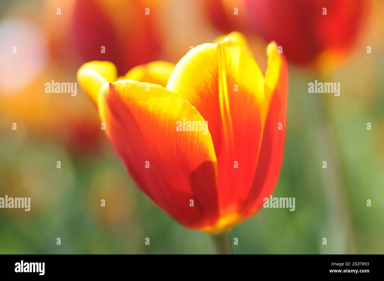 Un tulipano rosso giallo in piena fioritura Foto Stock